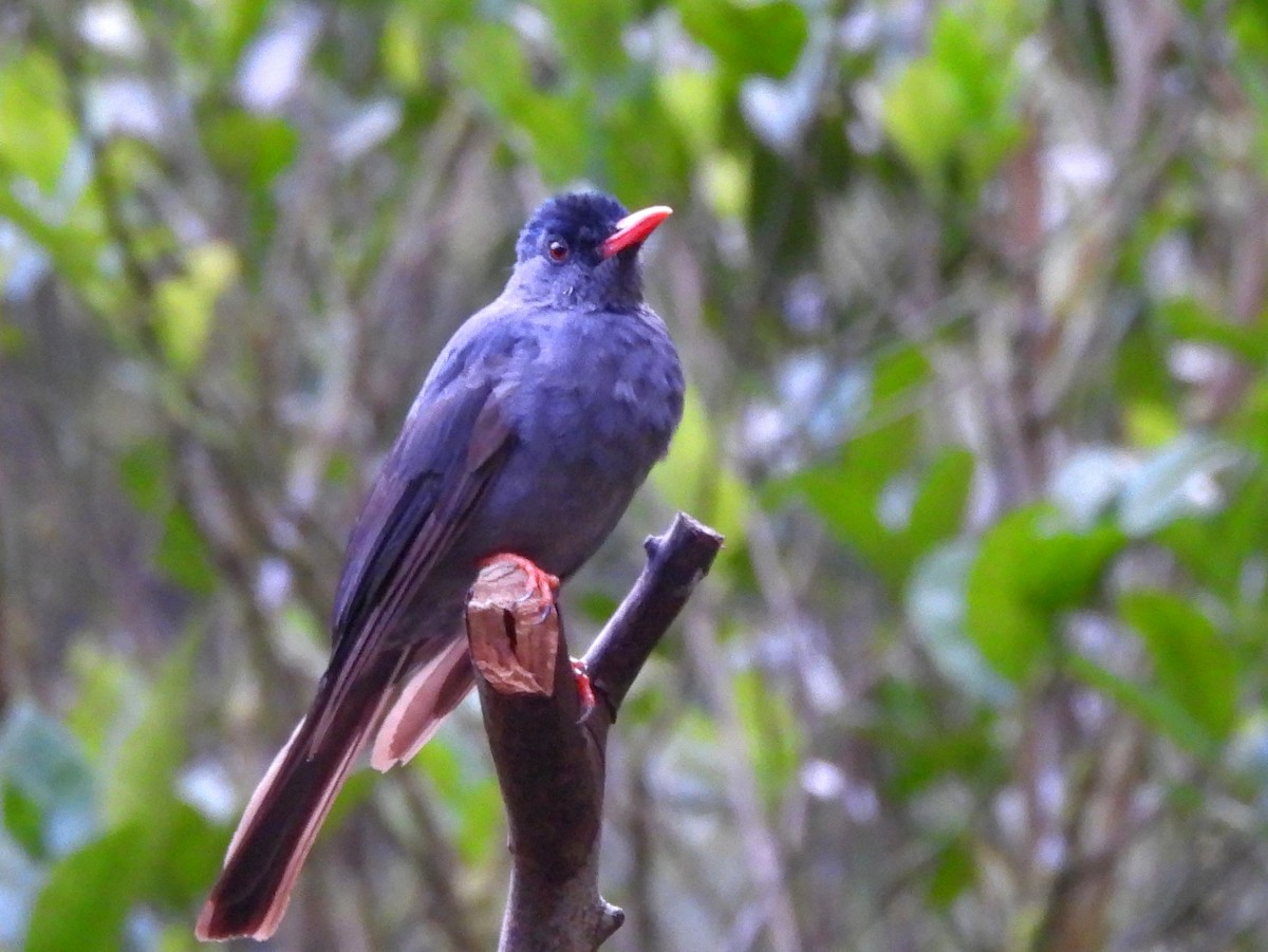 Square-tailed Bulbul - ML641900953
