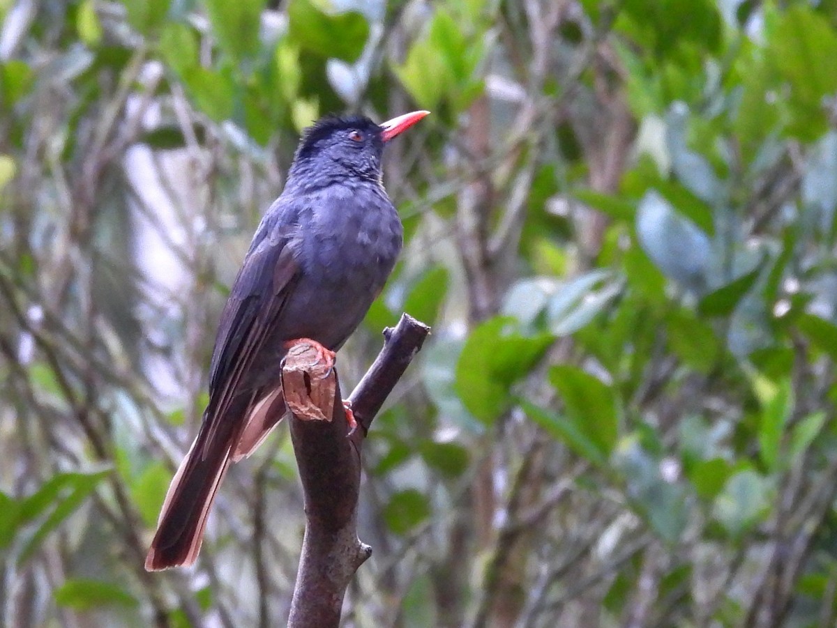 Square-tailed Bulbul - ML641900954