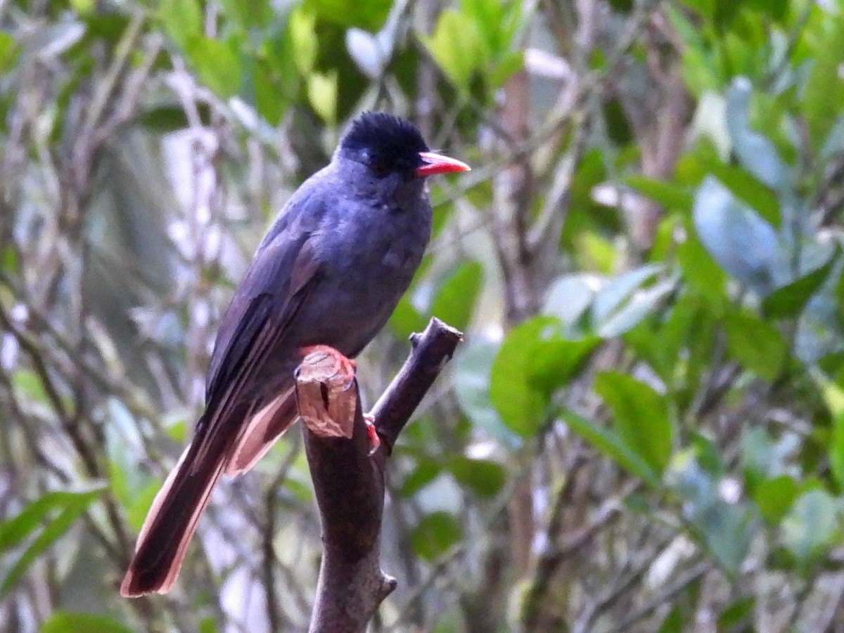 Square-tailed Bulbul - ML641900955