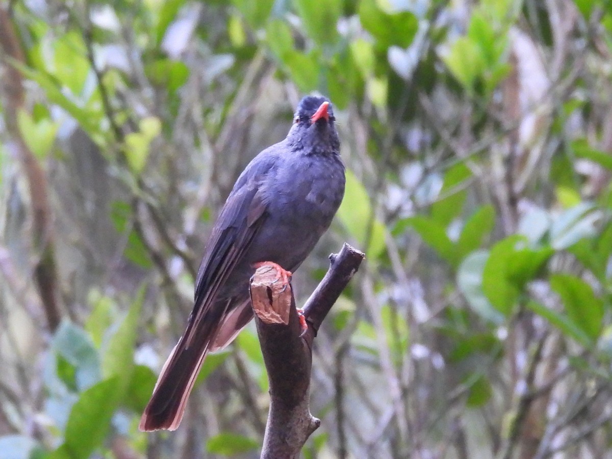 Square-tailed Bulbul - ML641900957