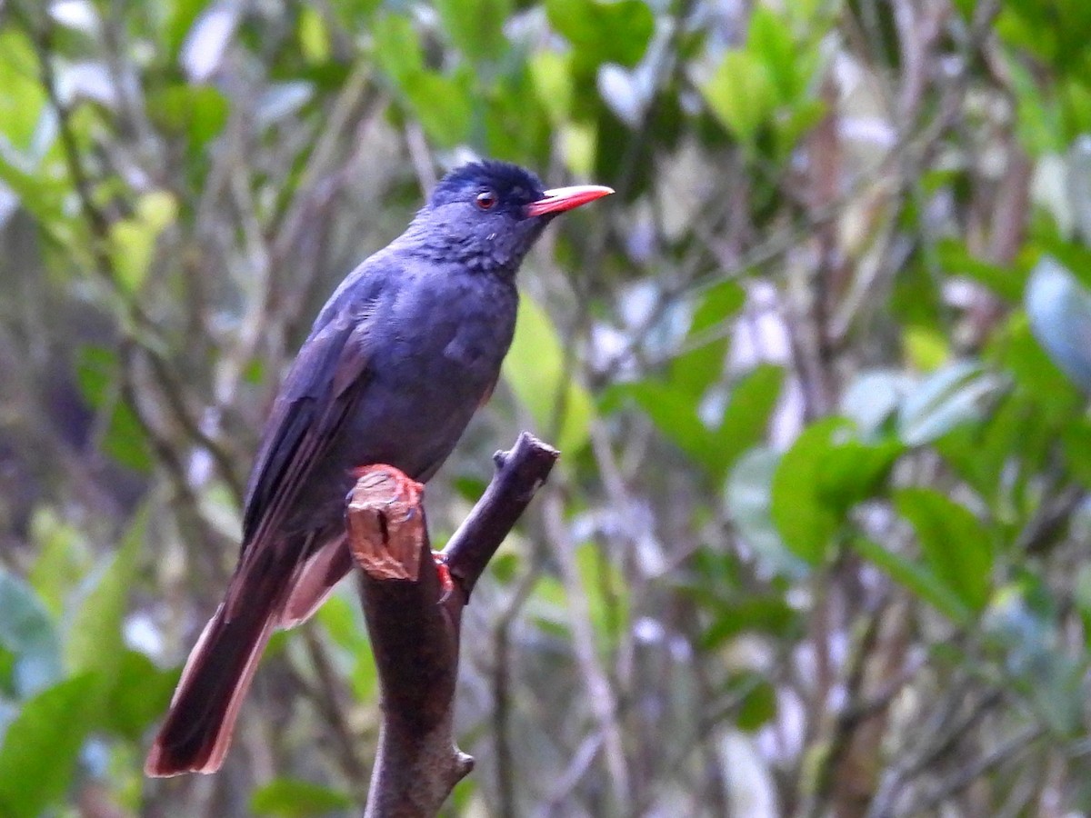 Square-tailed Bulbul - ML641900958