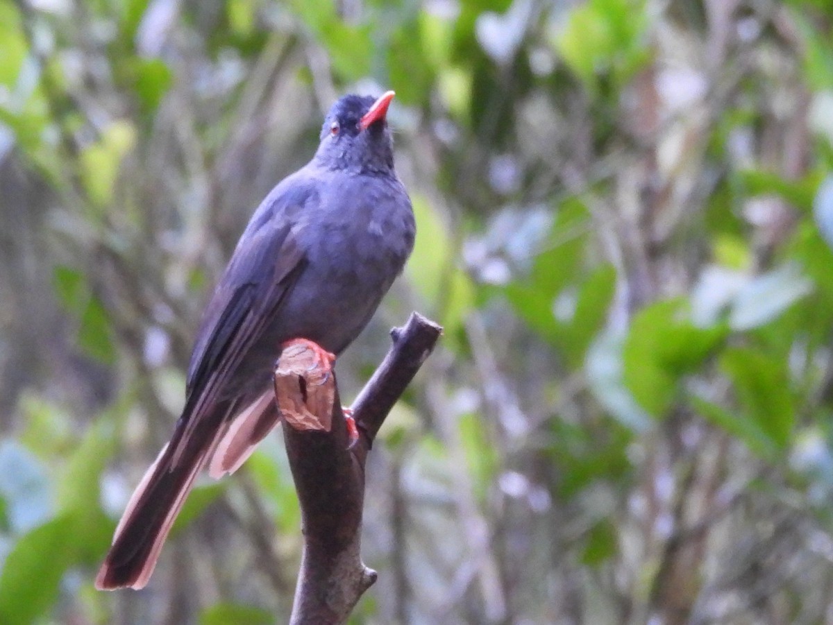 Square-tailed Bulbul - ML641900959