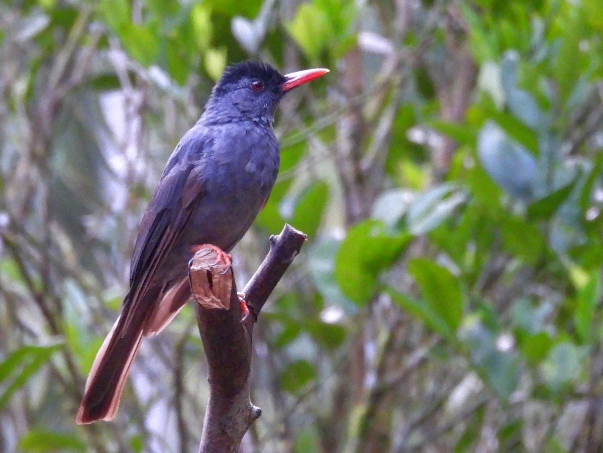 Square-tailed Bulbul - ML641900960