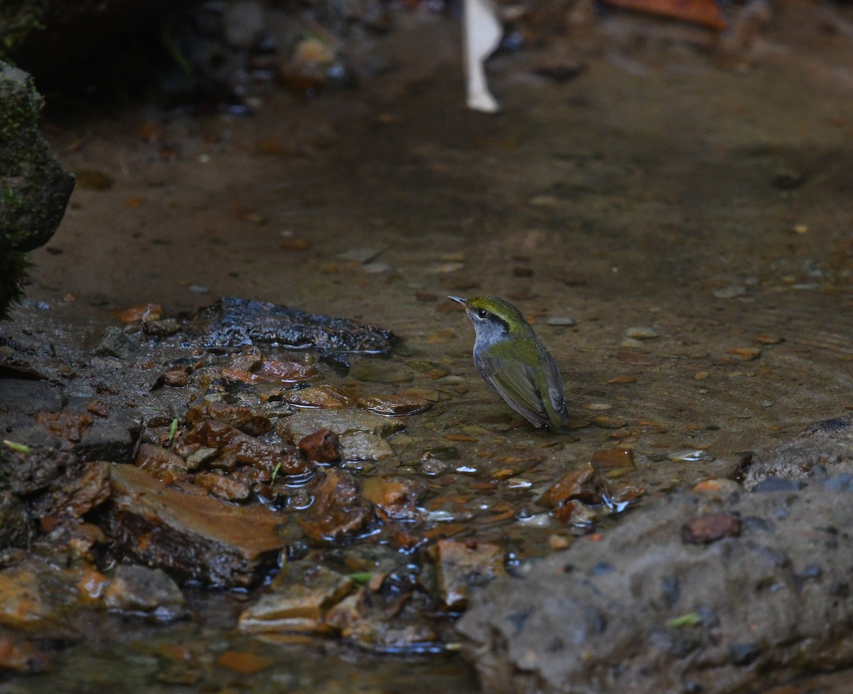 Gray-bellied Tesia - ML641900979