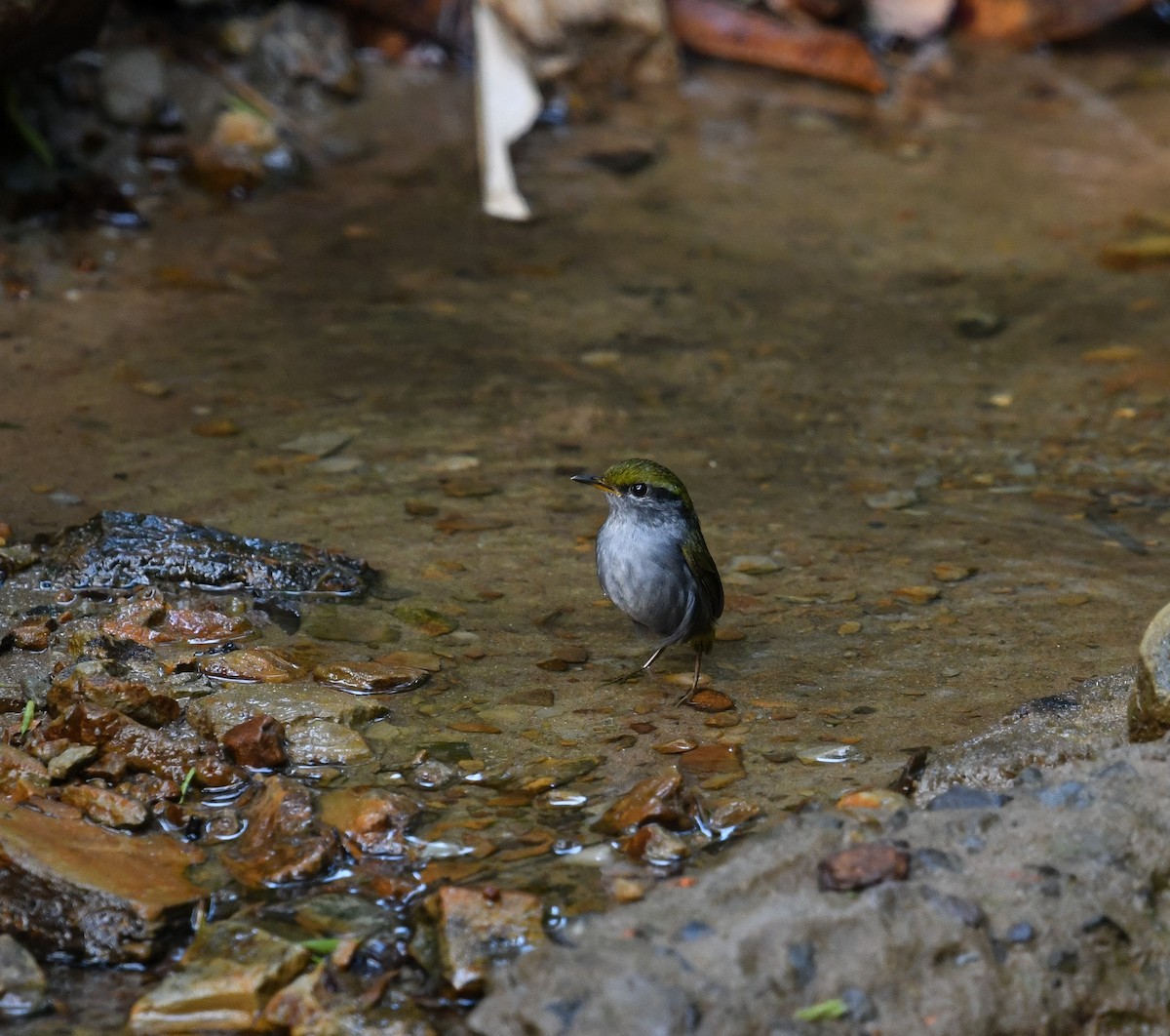 Gray-bellied Tesia - ML641900980