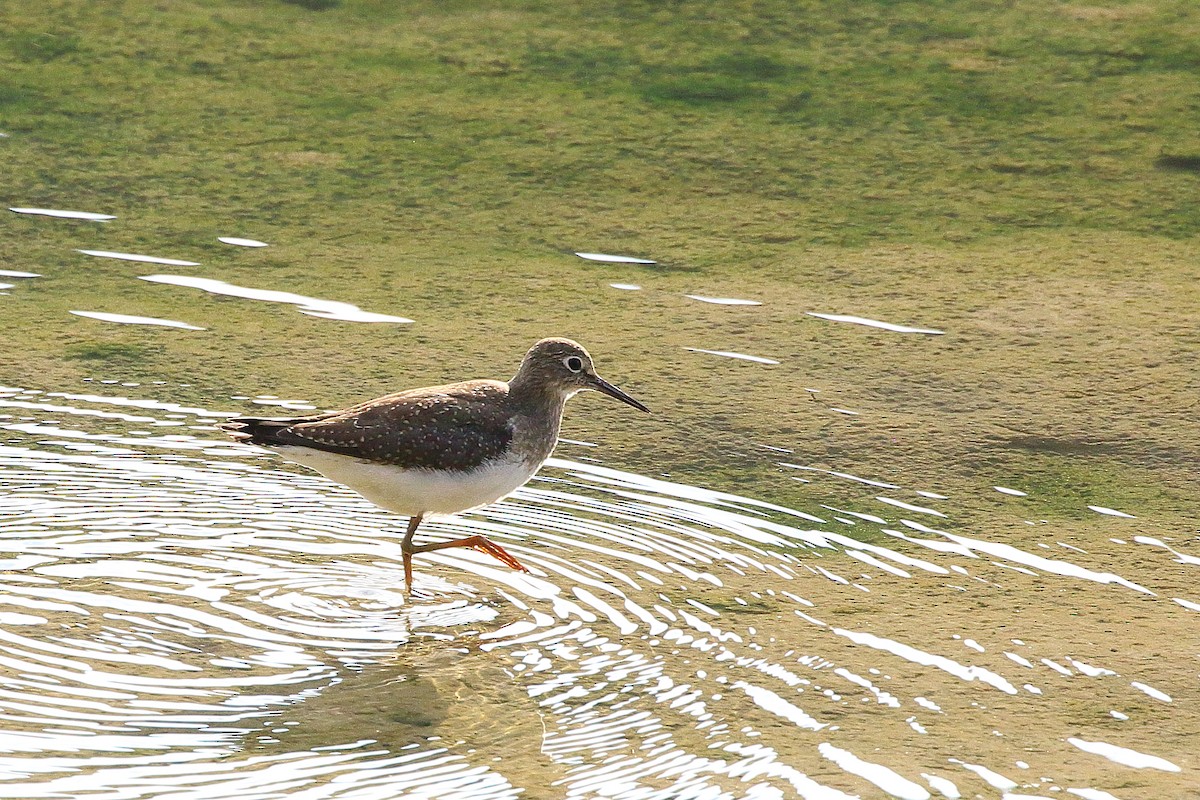 Solitary Sandpiper - ML641900992