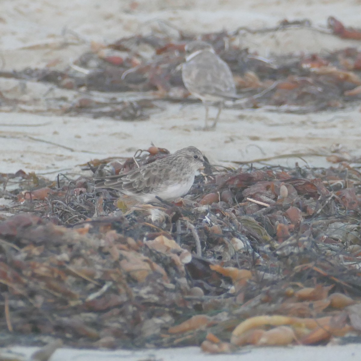 Least Sandpiper - ML641901001