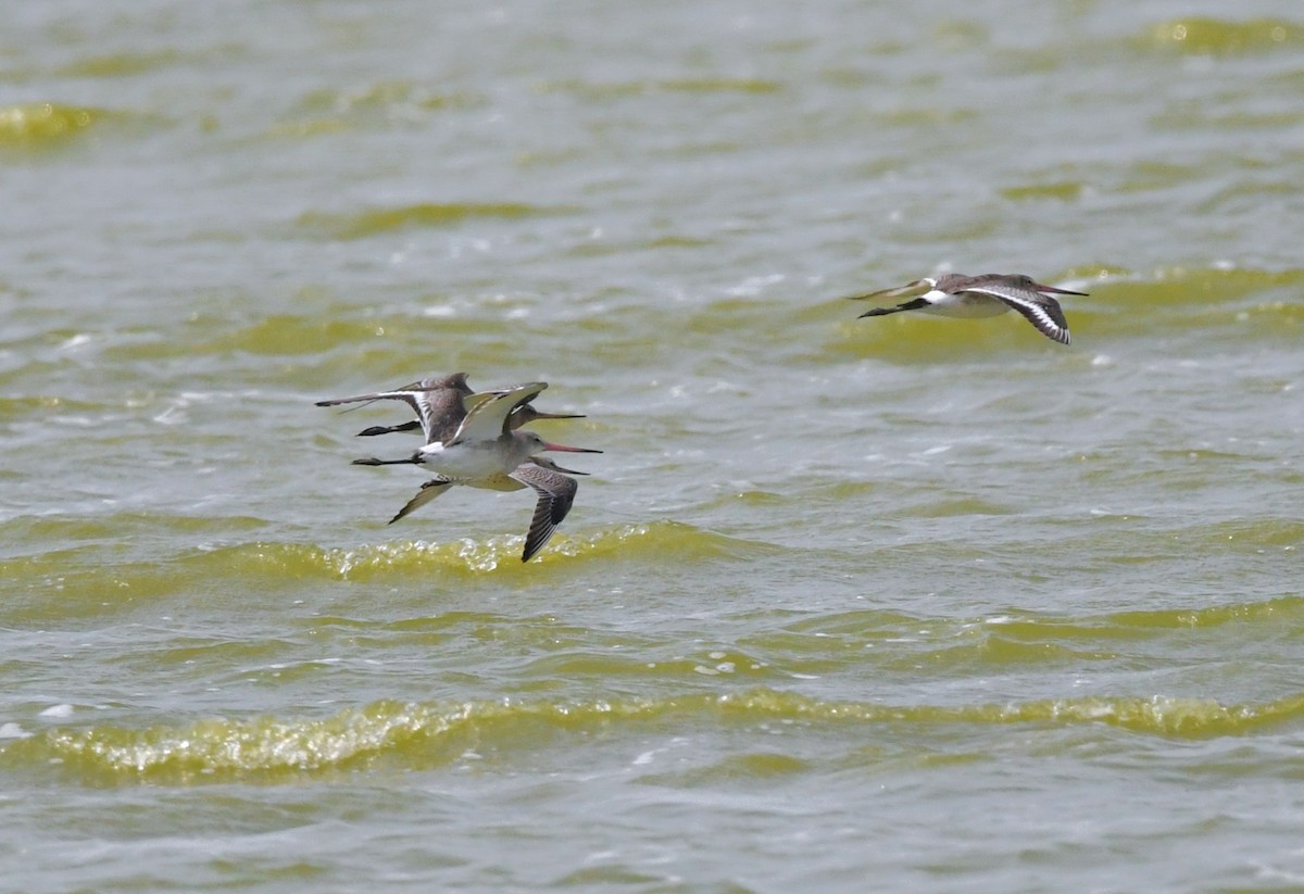 břehouš černoocasý - ML641901002