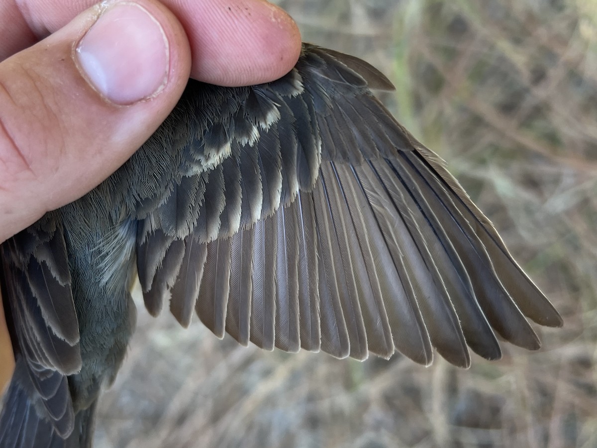 Lazuli Bunting - ML641901004
