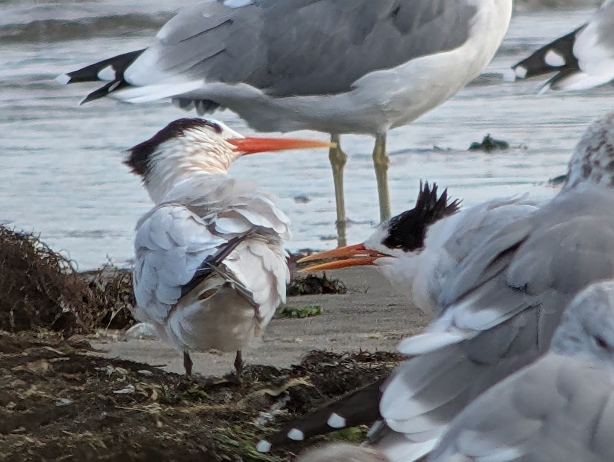 Elegant Tern - ML641901007