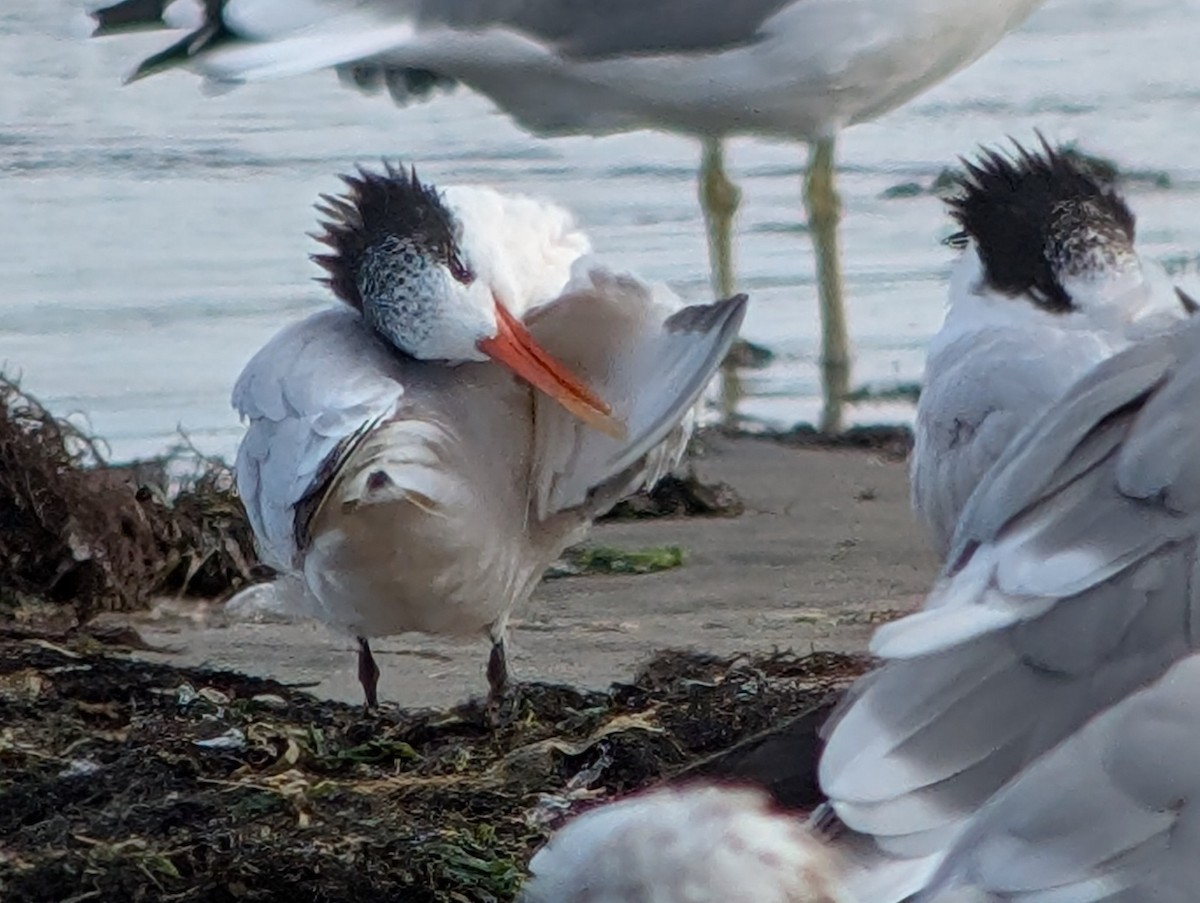 Elegant Tern - ML641901014