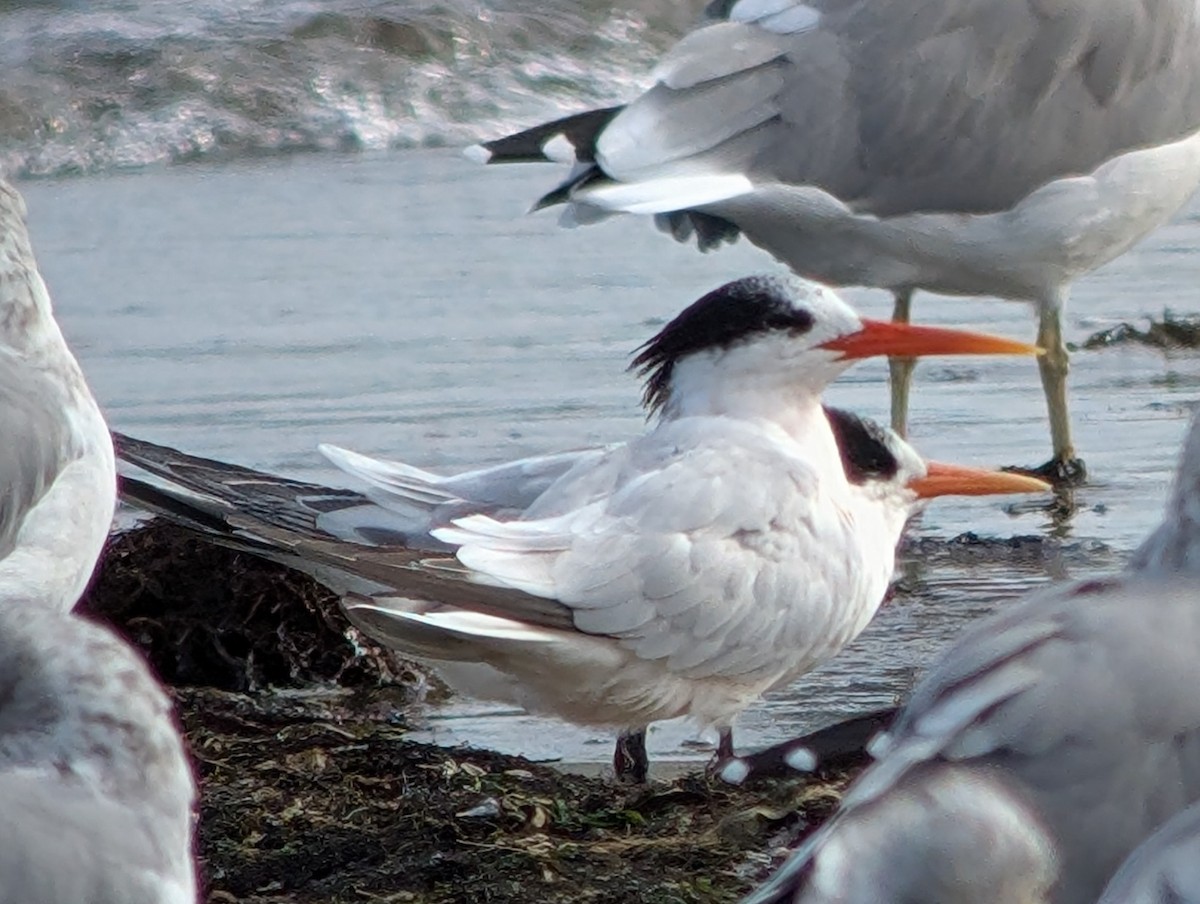 Elegant Tern - ML641901032