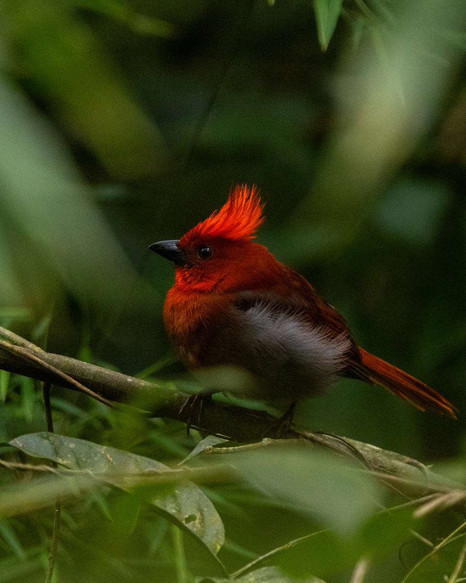 Crested Ant-Tanager - ML641901034
