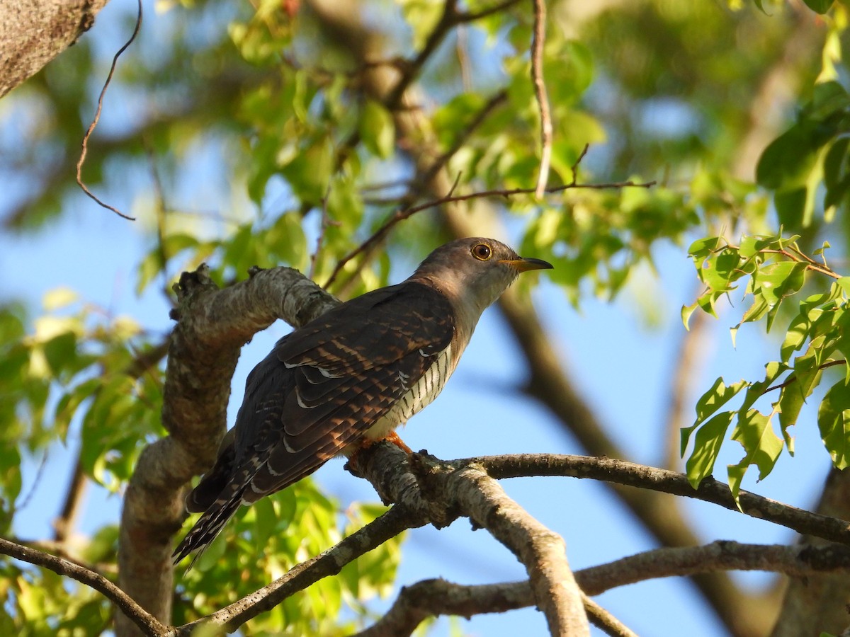Himalayan Cuckoo - ML641901045