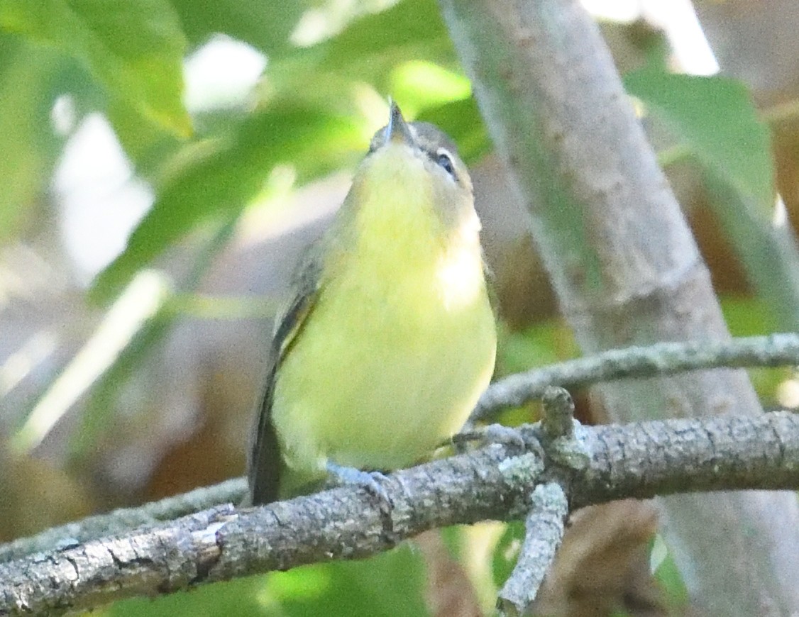 Vireo de Filadelfia - ML641901047