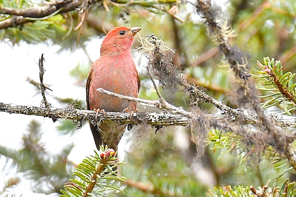 Blanford's Rosefinch - ML641901050