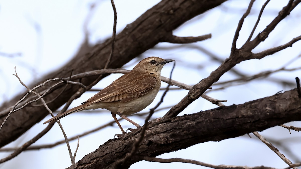 Rufous Songlark - ML641901062