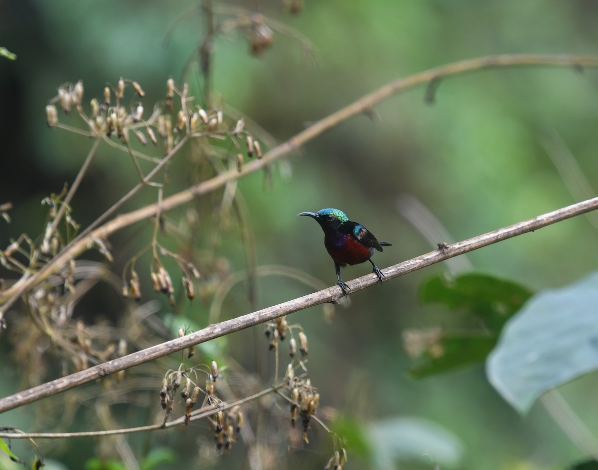 Van Hasselt's Sunbird - ML641901105