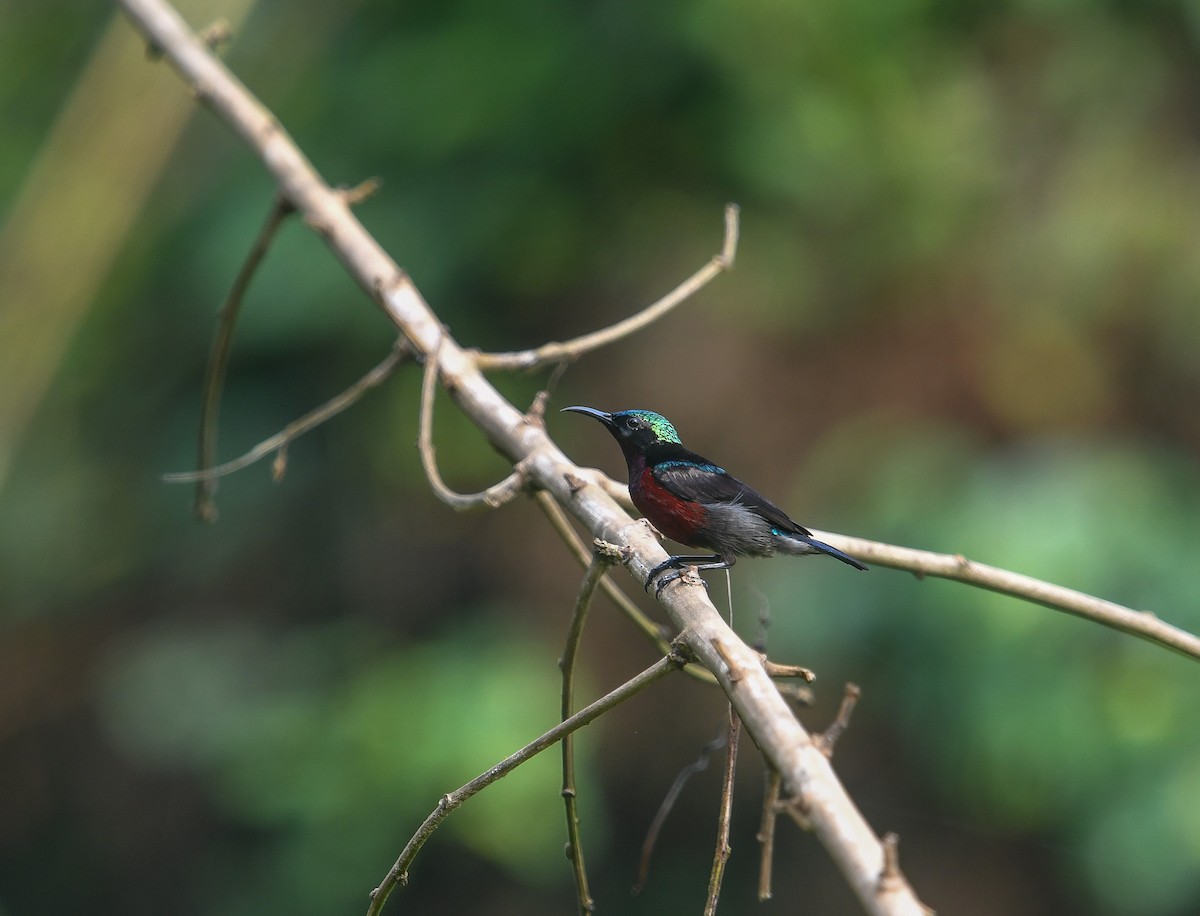 Van Hasselt's Sunbird - ML641901106