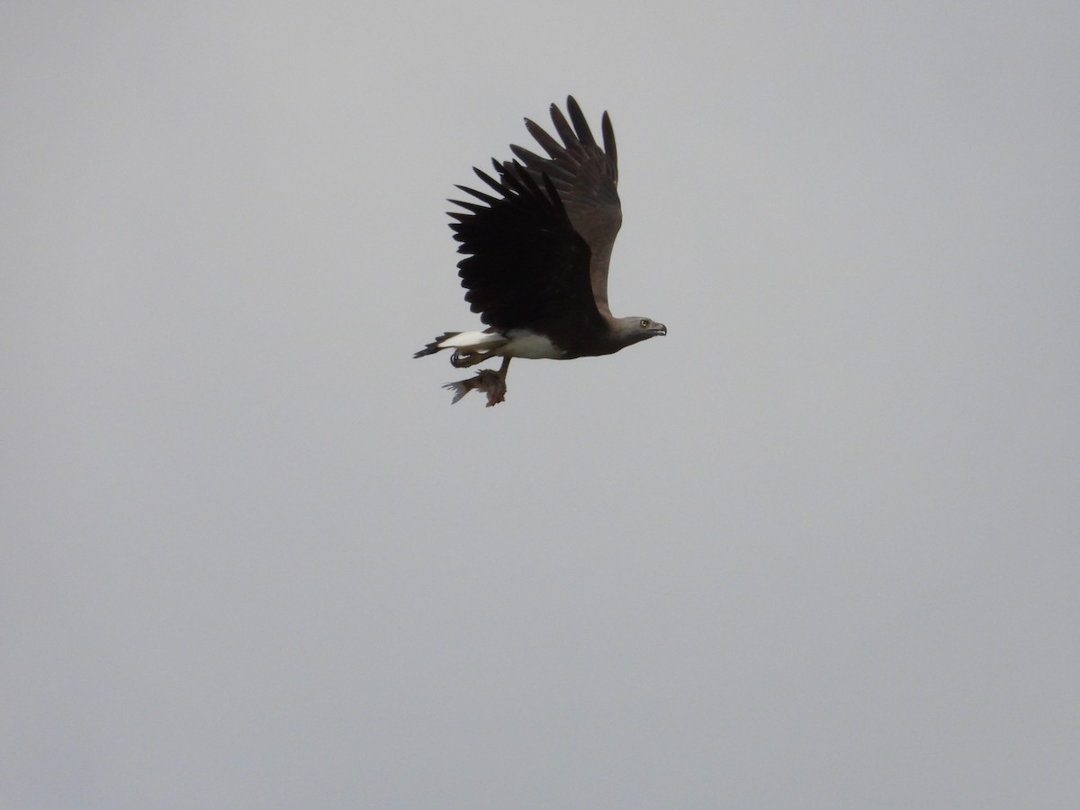 Gray-headed Fish-Eagle - ML641901115