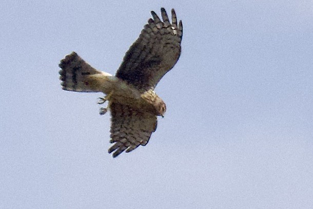 Northern Harrier - ML641901152