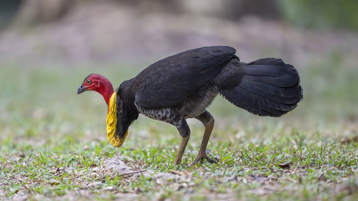 Australian Brushturkey - ML641901161