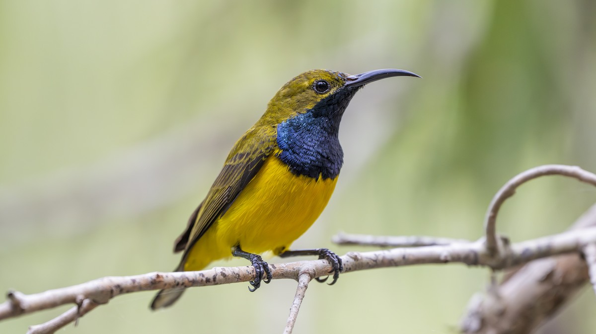 Sahul Sunbird - ML641901185