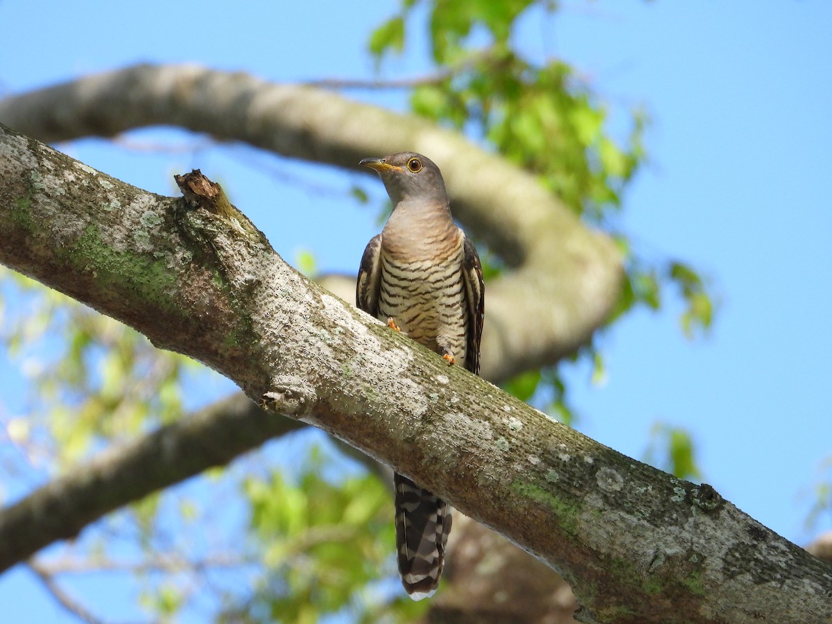 Himalayan Cuckoo - ML641901193