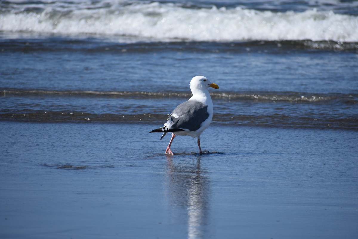 Western Gull - ML641901229