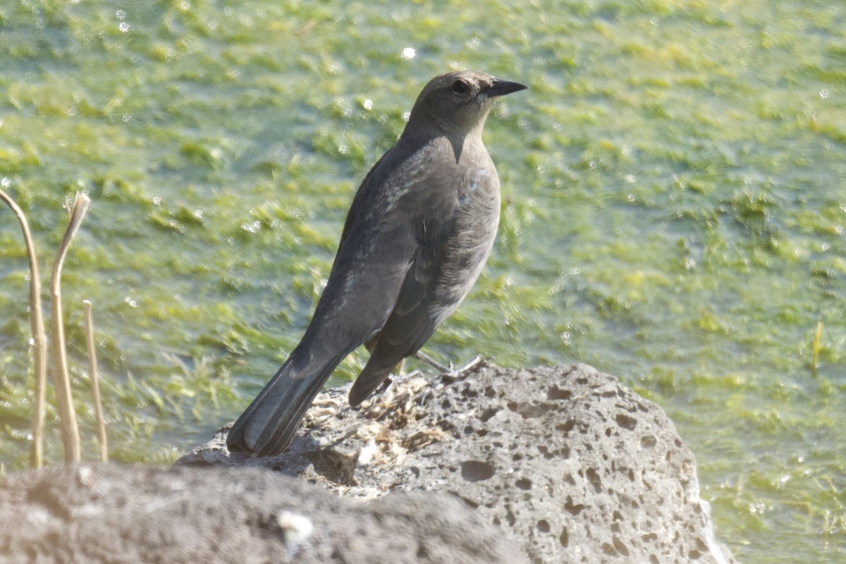 Brewer's Blackbird - ML641901231