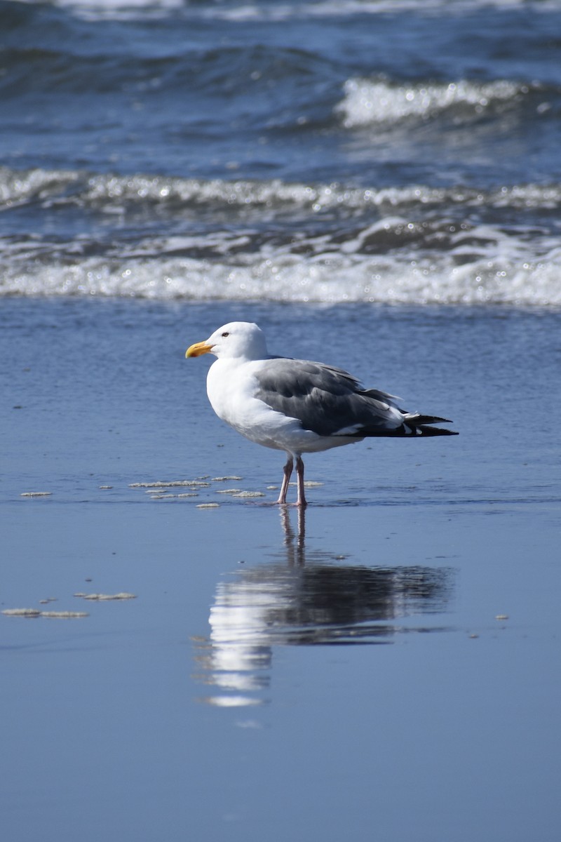Western Gull - ML641901233
