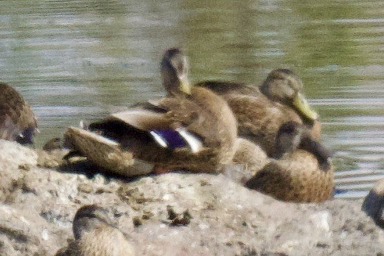 Mallard - ML641901237