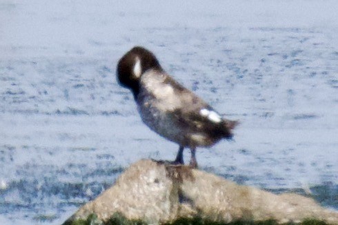 Bufflehead - ML641901238