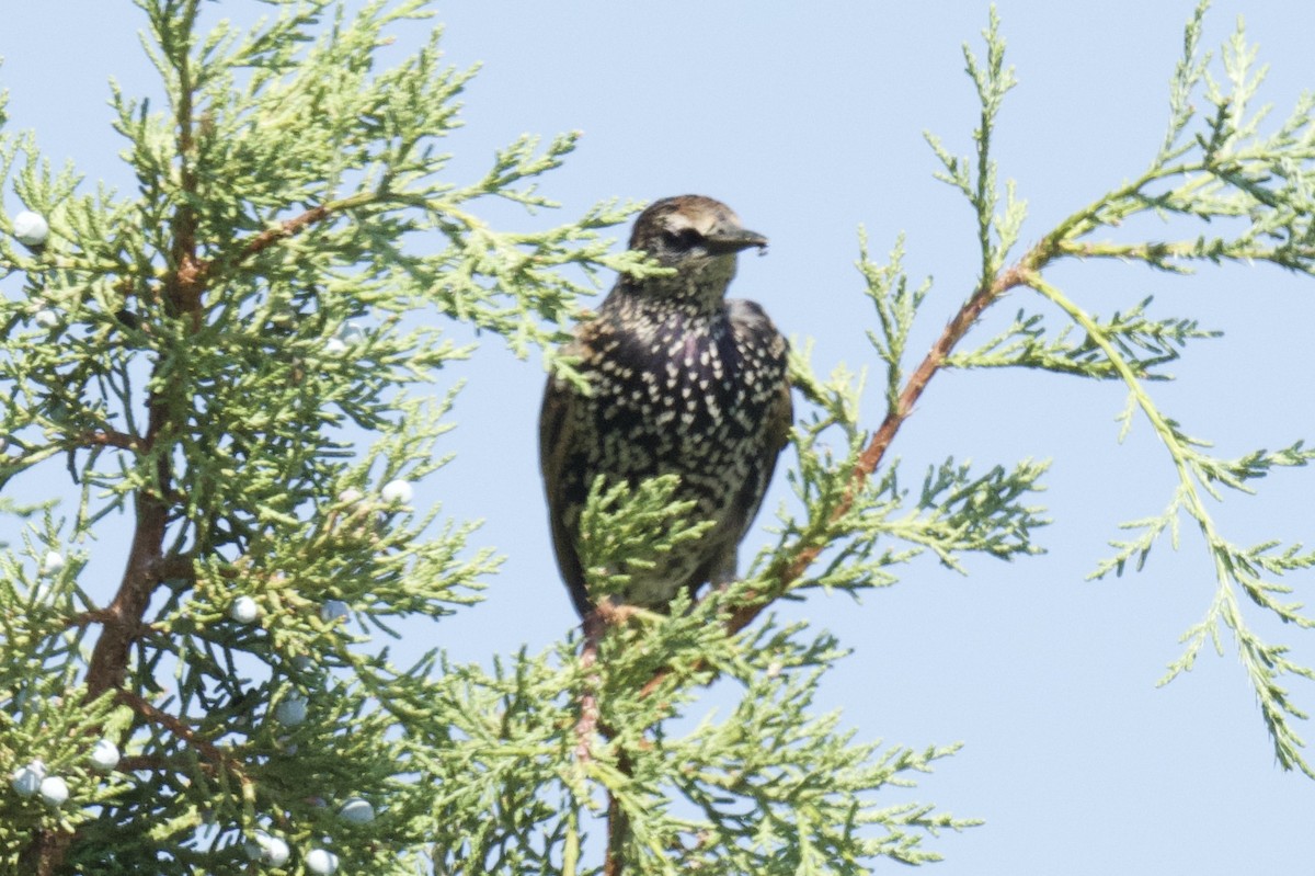 European Starling - ML641901241