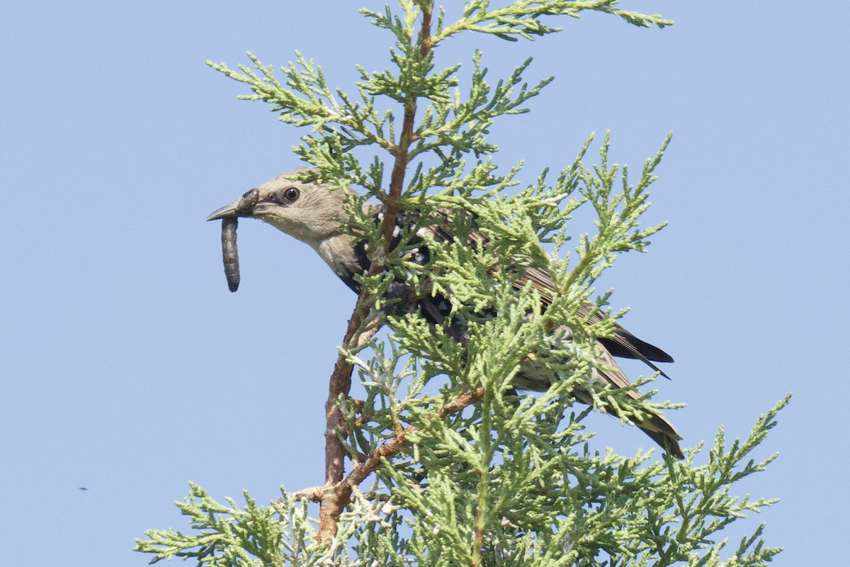 European Starling - ML641901247