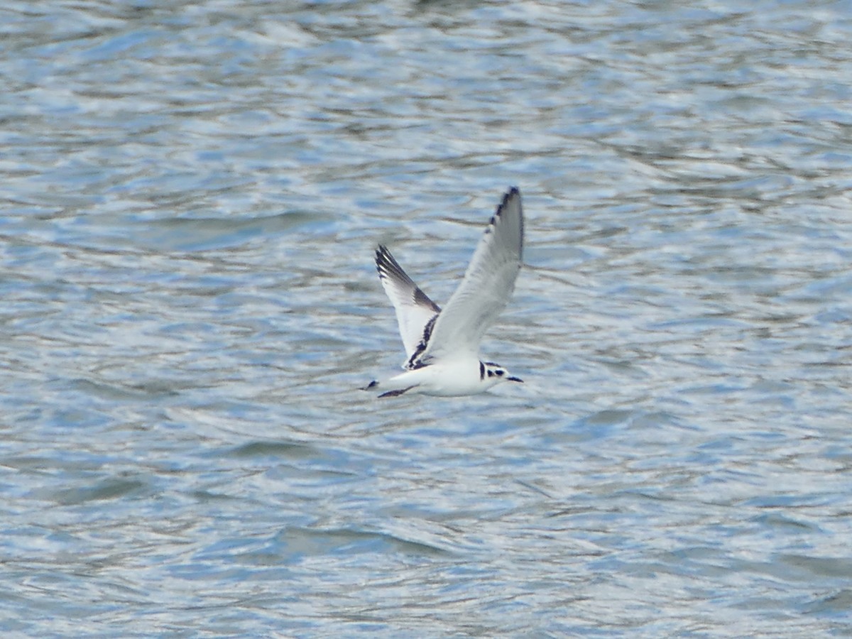 Little Gull - ML641901257