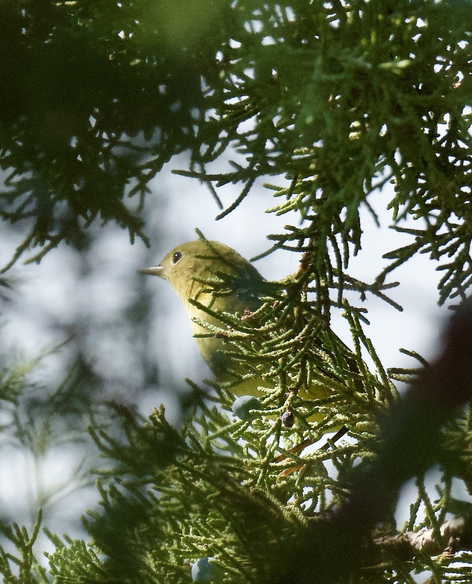 Yellow Warbler - ML641901259