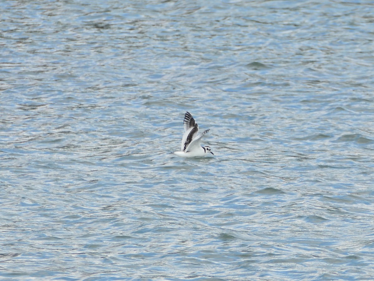 Little Gull - ML641901261