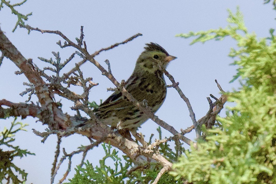 Savannah Sparrow - ML641901264