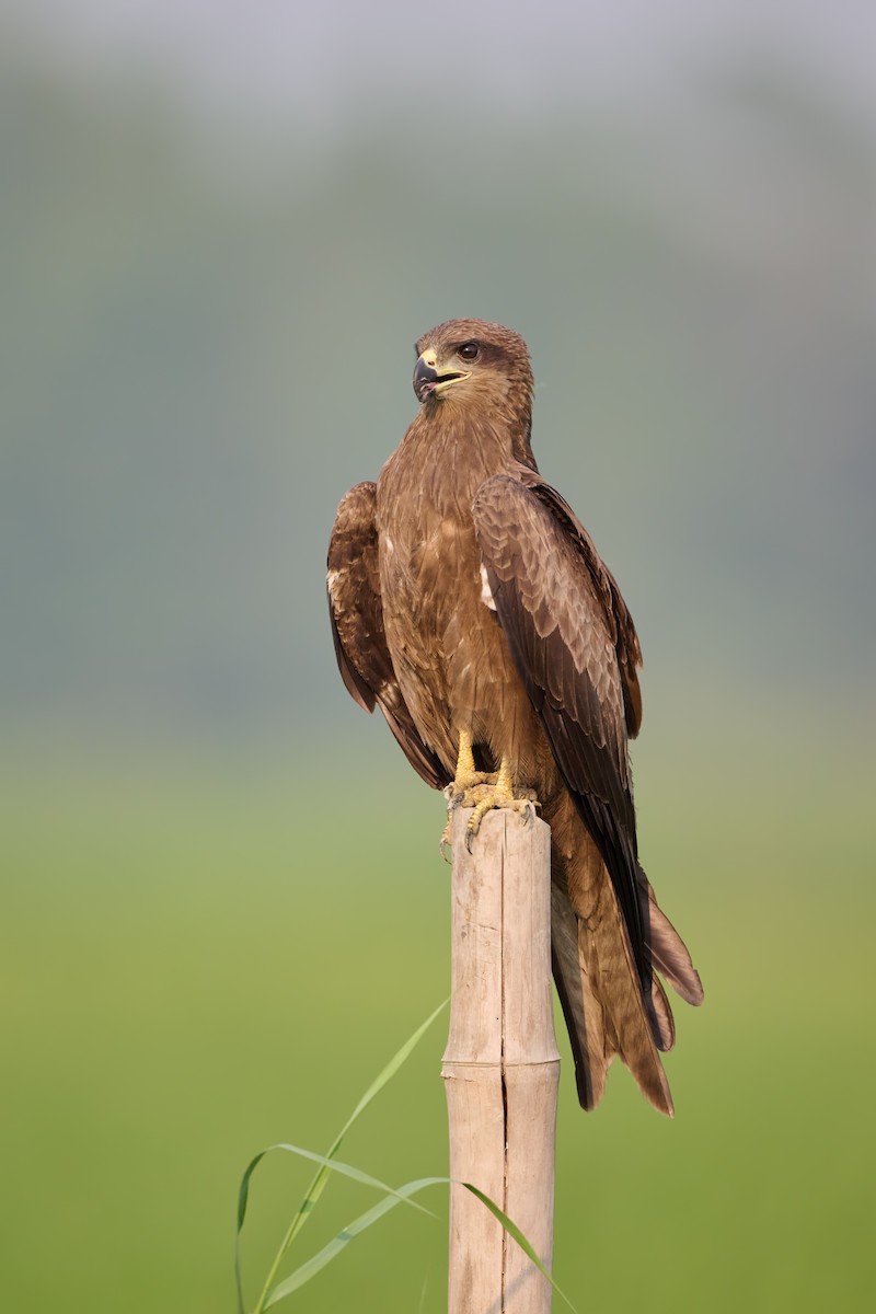 Black Kite - ML641901265