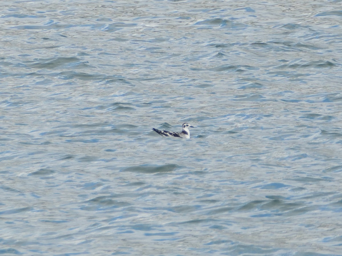 Little Gull - ML641901270