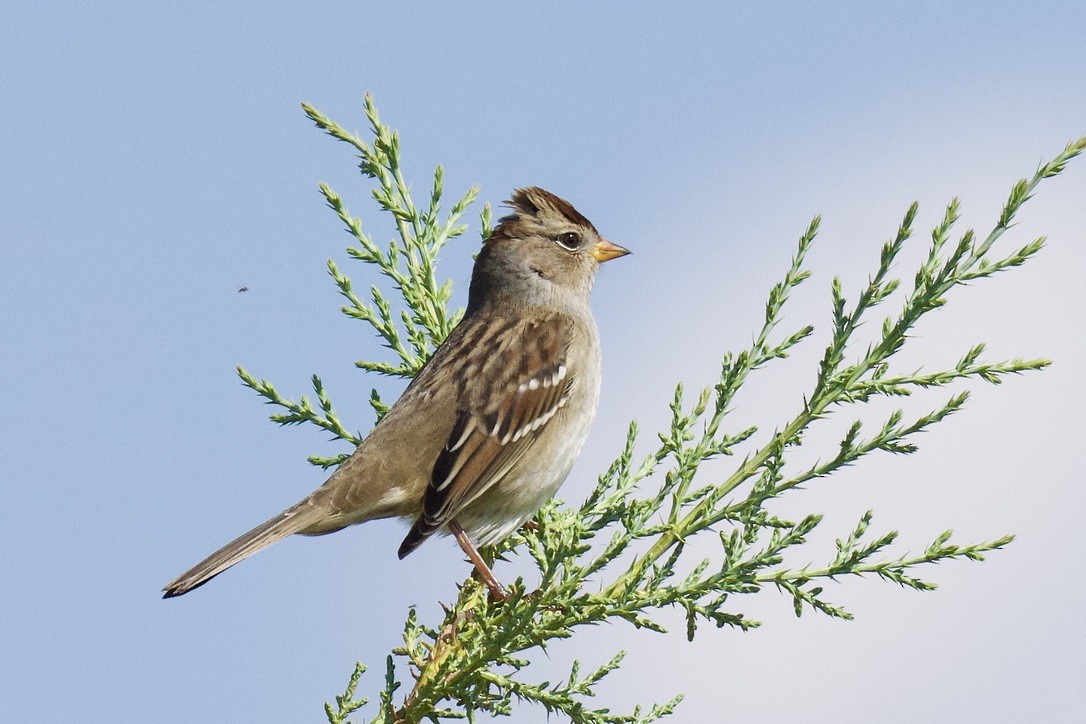 White-crowned Sparrow - ML641901271