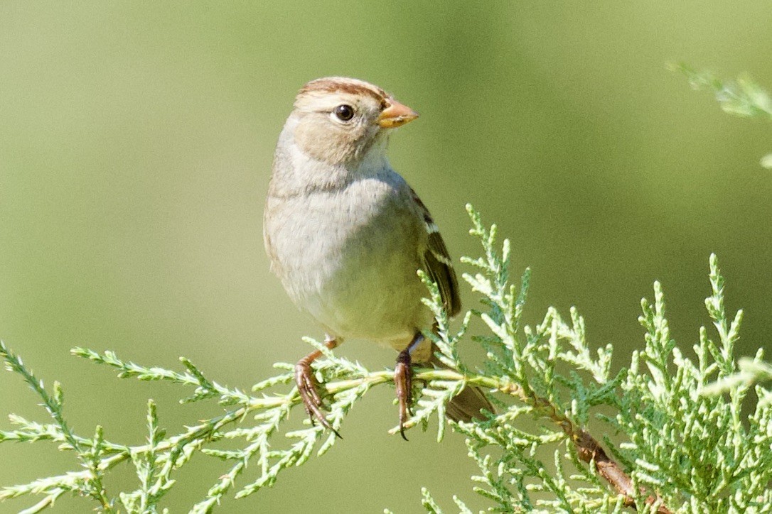White-crowned Sparrow - ML641901276