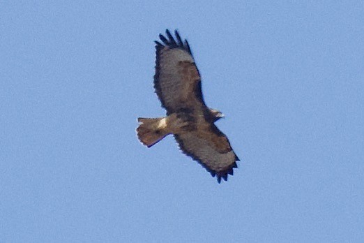 Red-tailed Hawk - ML641901279