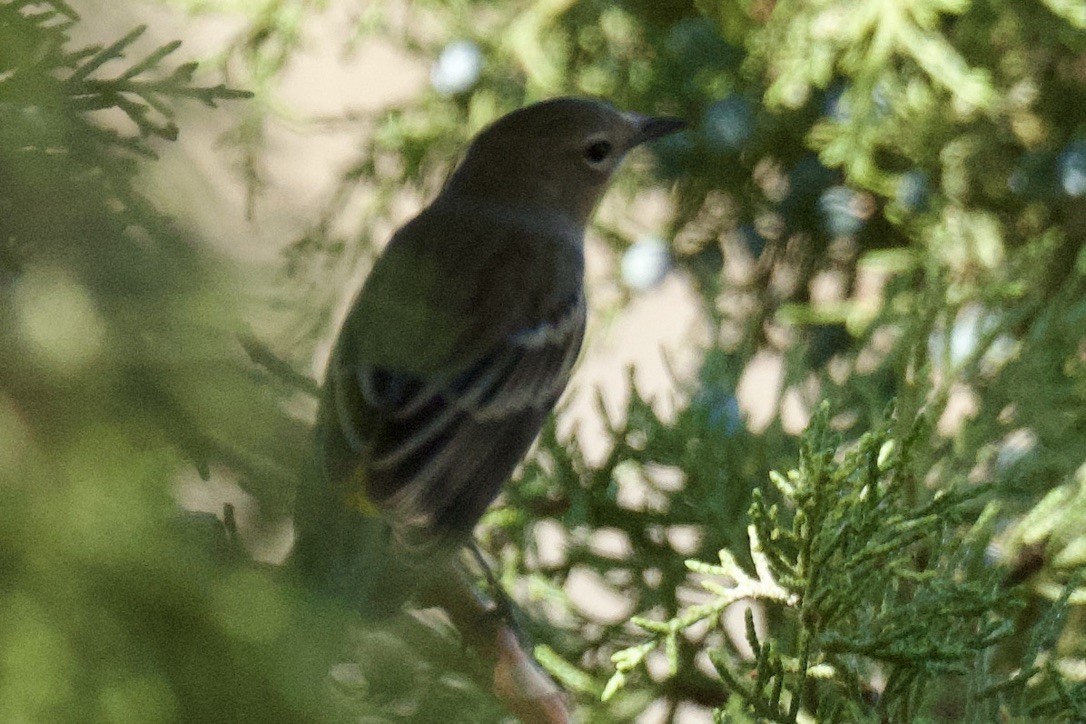 Yellow-rumped Warbler - ML641901284