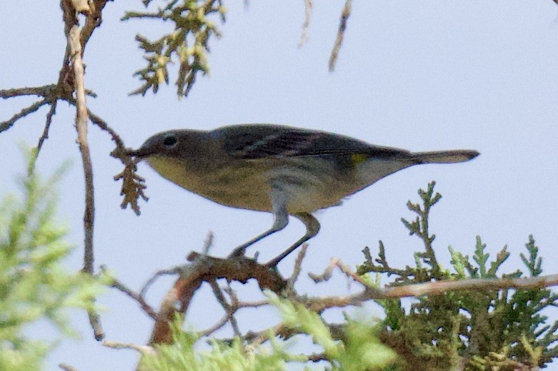 Yellow-rumped Warbler - ML641901287