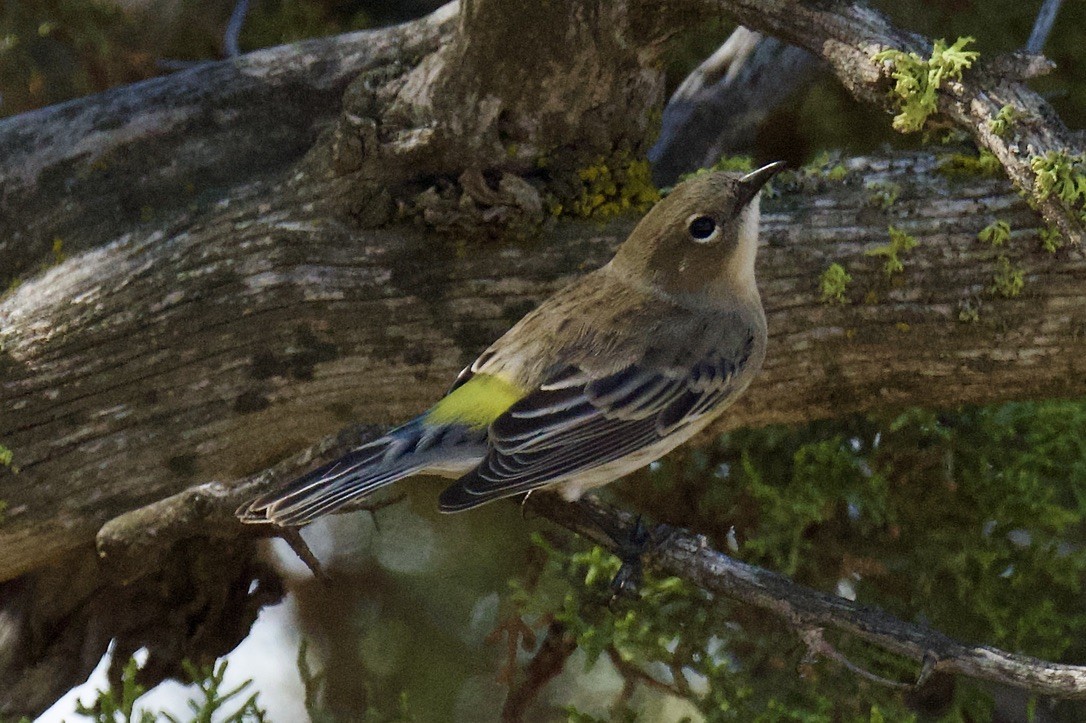 Yellow-rumped Warbler - ML641901288