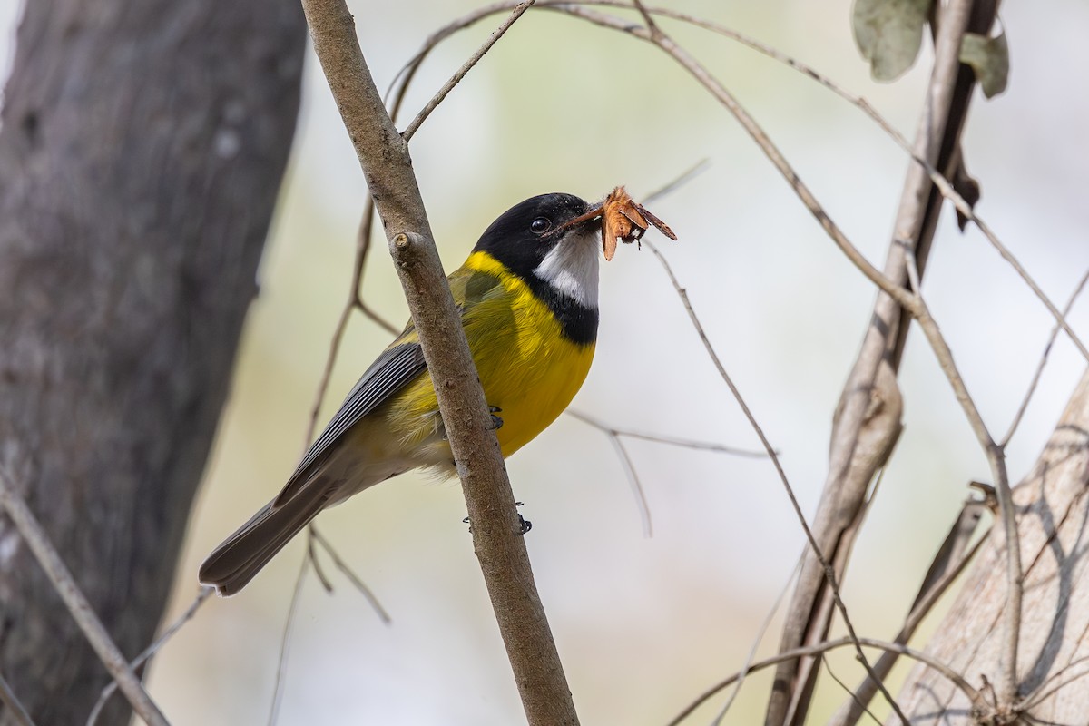 Golden Whistler - ML641901299