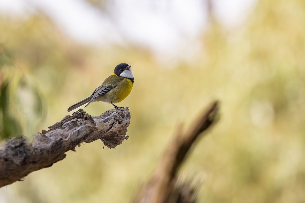 Golden Whistler - ML641901300