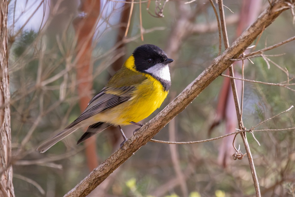 Golden Whistler - ML641901301